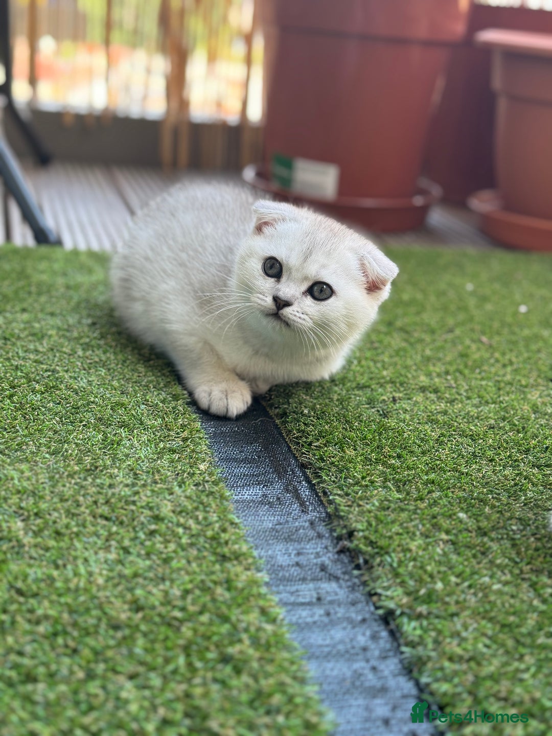 Scottish Fold cats for sale: 🐱 One boy left 🐱 Open for offers ❤️ - Image 13