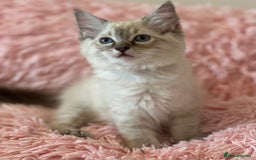 Ragdoll cats for sale: 2 LYNX RAGDOLLS NOW REDUCED - Image 5