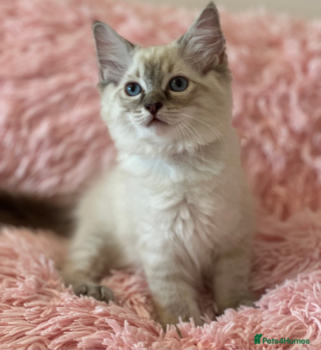 Ragdoll cats for sale: 2 LYNX RAGDOLLS NOW REDUCED - Image 5