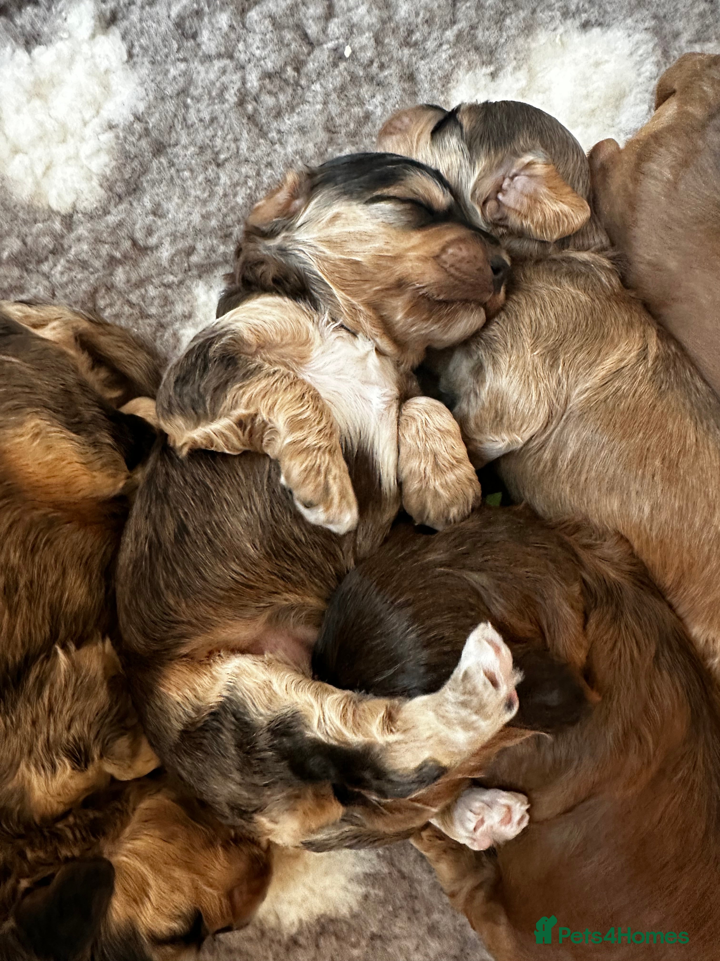 Cockapoo dogs 🌟 Premium F1 Mini Cockapoo Puppies 🌟 - Advert 15