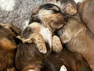 Cockapoo dogs 🌟 Premium F1 Mini Cockapoo Puppies 🌟 - Advert 15