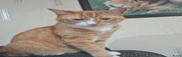 Domestic Shorthair cats for sale: Ginger Male Cat in Kidderminster - Advert 6