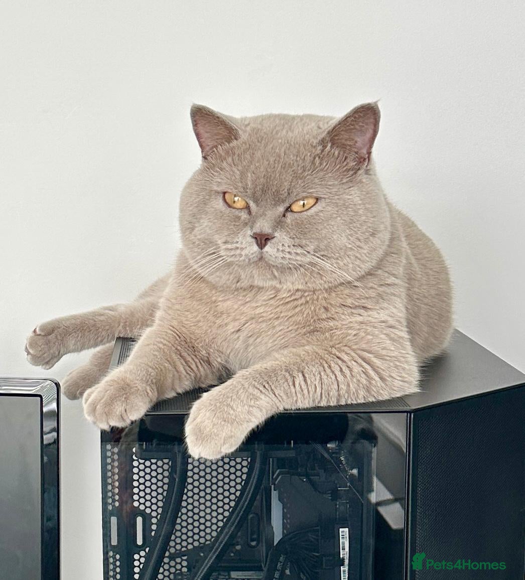 British Shorthair cats kitten british sort hair (blue) - Advert 14