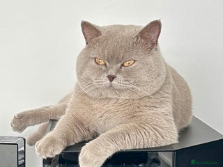 British Shorthair cats kitten british sort hair (blue) - Advert 1