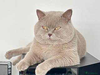 British Shorthair cats kitten british sort hair (blue) - Advert 18