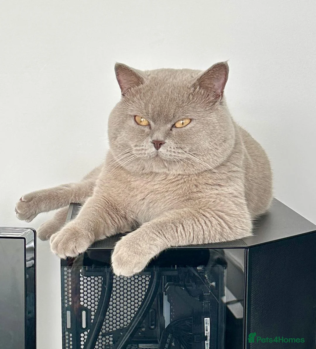 British Shorthair cats for sale: kitten british sort hair (blue) - Advert 3