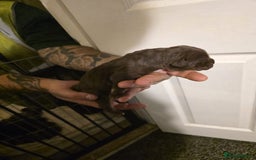 Cane Corso dogs for sale: Cane corso pups - Image 11
