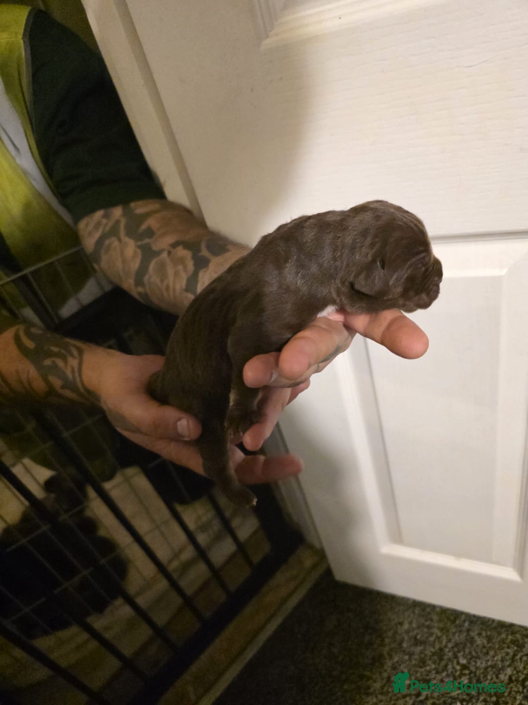 Cane Corso dogs for sale: Cane corso pups - Image 11
