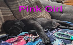 Mixed Breed dogs for sale: Shar Pei x Chow Last Pup available  - Image 3