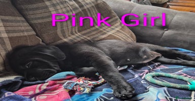 Mixed Breed dogs - Advert 12