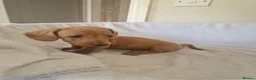 Miniature Dachshund dogs for sale: Beautiful miniature daschunds  - Advert 29