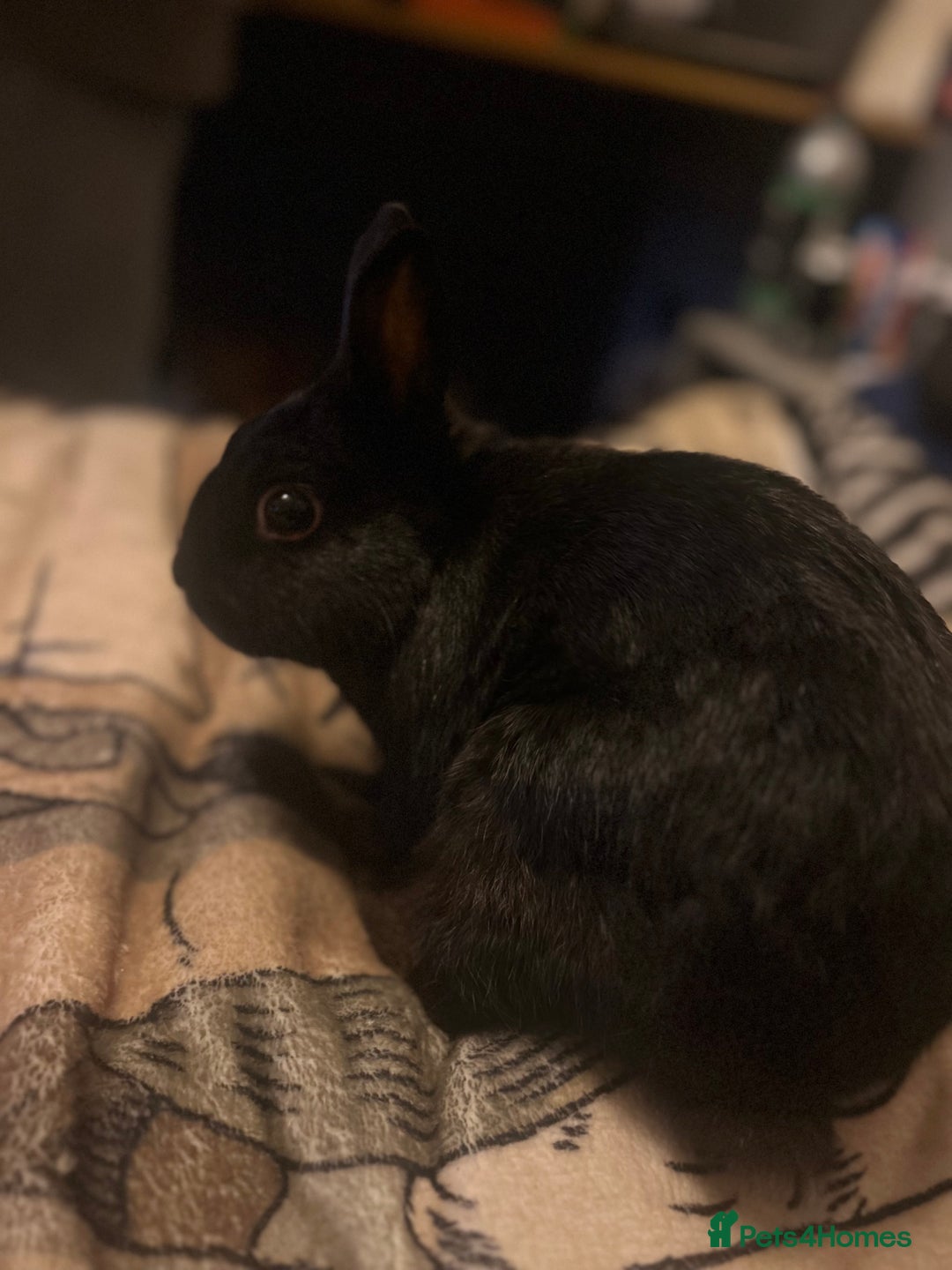 Mixed Breed rabbits for sale: 2 Very Freindly And Loving Rabbits - Advert 1