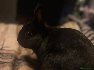 Mixed Breed rabbits 2 Very Freindly And Loving Rabbits - Advert 1