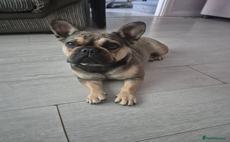 French Bulldog dogs - Advert 3