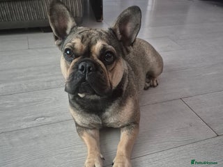 French Bulldog dogs - Advert 17