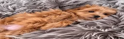 Maltipoo dogs for sale: BEAUTIFUL F1B MALTIPOO GIRL READY TO LEAVE! - Advert 5