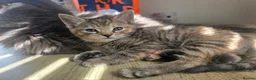 Mixed Breed cats for sale: 3 beautiful babies looking for forever homes - Advert 24