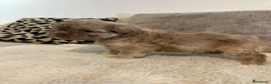 French Bulldog Isabella floodle 