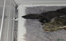 Staffordshire Bull Terrier dogs for sale: Staffordshire bull terrier  - Advert 17