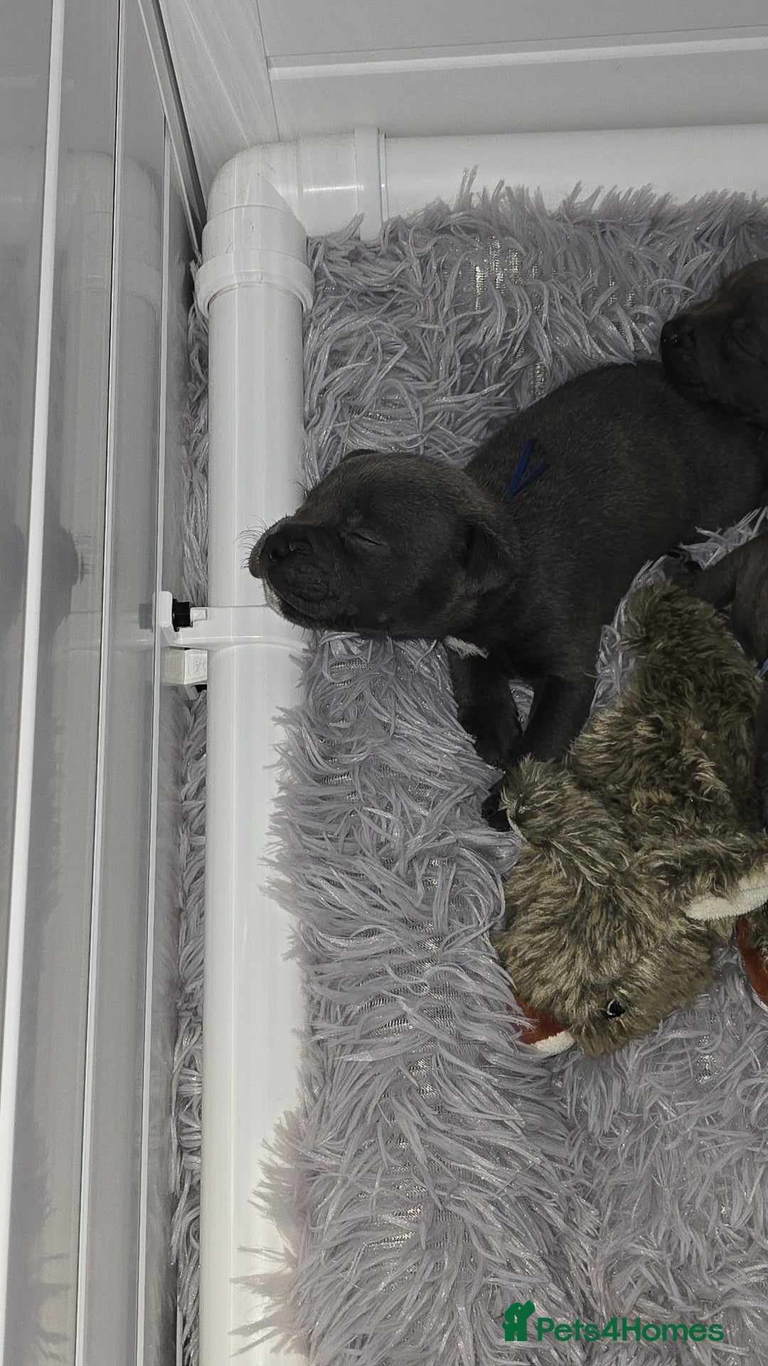 Staffordshire Bull Terrier dogs for sale: Staffordshire bull terrier  - Advert 17