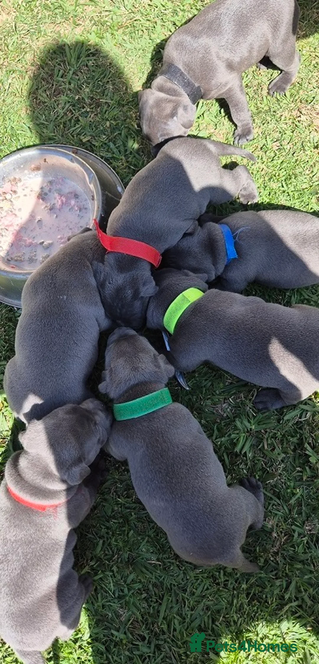 Staffordshire Bull Terrier dogs for sale: PURE Blue English Staffy puppies, Ready to go now! - Advert 2