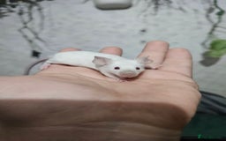 Mouse rodents for sale: Fancy mice females - Image 8