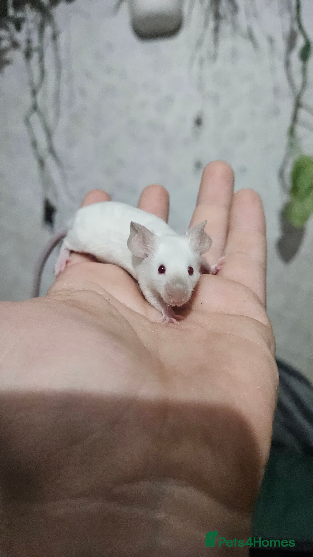 Mouse rodents for sale: Fancy mice females - Image 8
