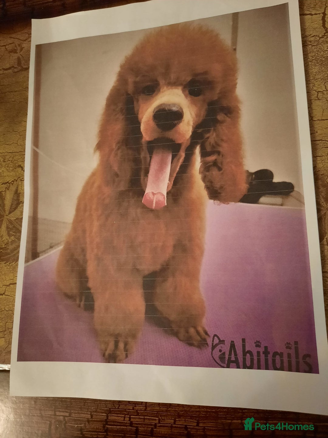 Cockapoo dogs for sale: Adorable F1 Cockapoo puppies for sale - Advert 6