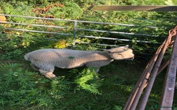Sheep livestock for sale: SOUTH DOWN RAM - PURE BRED - Image 1
