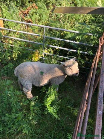 Sheep livestock - Advert 1