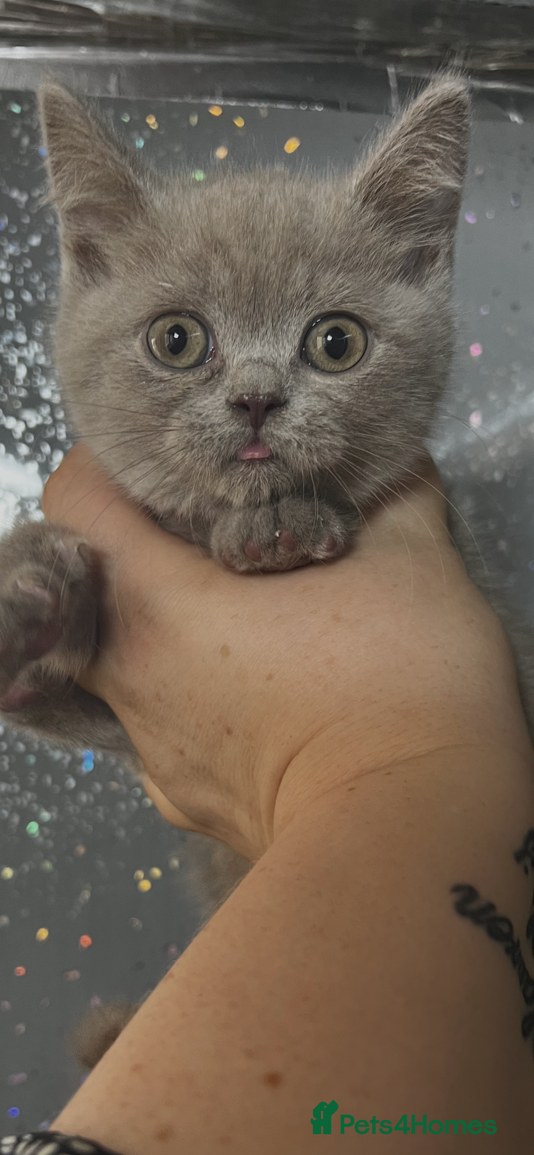 British Shorthair cats for sale: Beautiful British shorthair kittens  - Advert 5