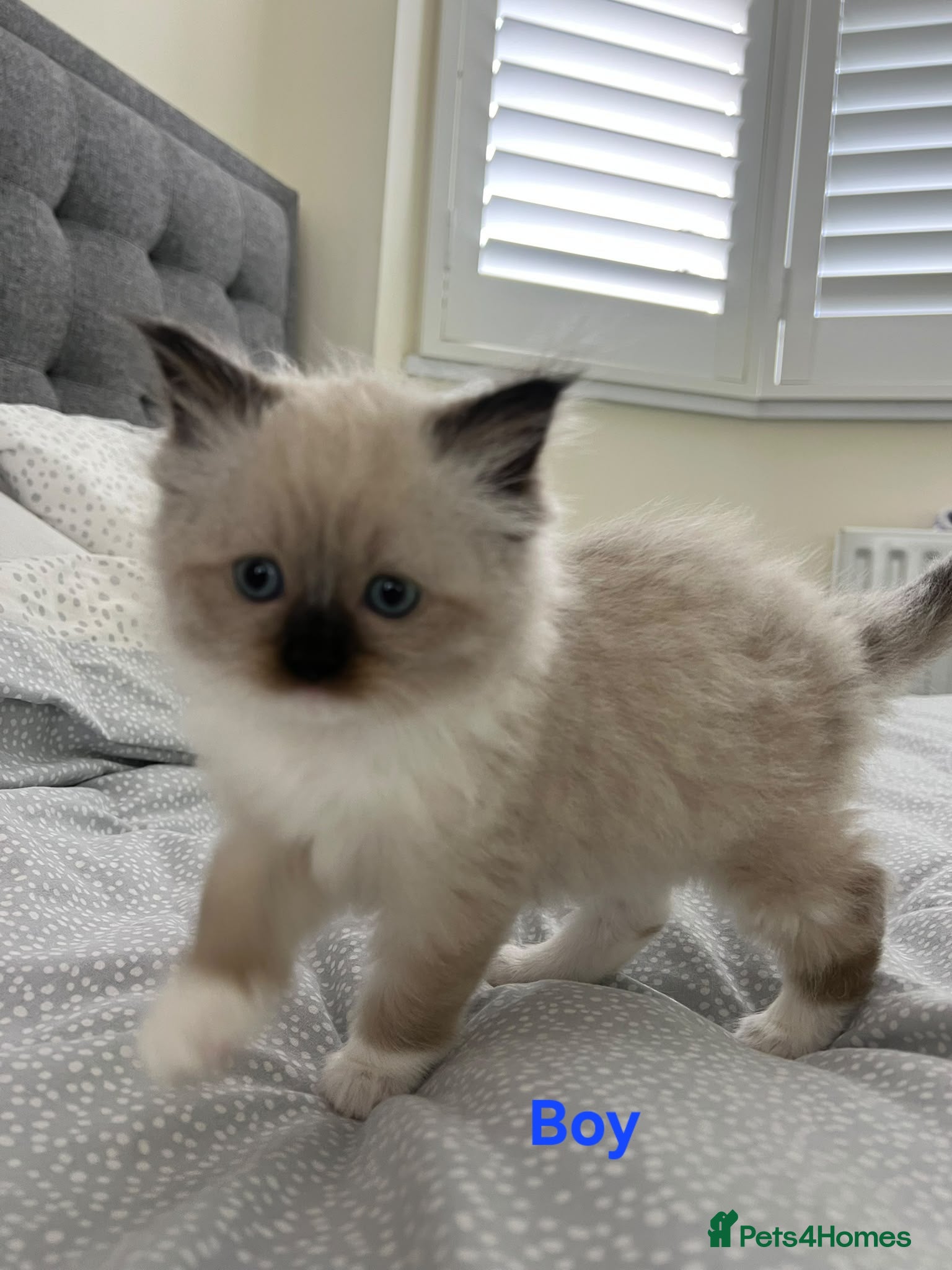 Ragdoll cats Pure Bred Ragdoll Kittens for Sale - Advert 1