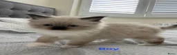 Ragdoll cats for sale: Pure Bred Ragdoll Kittens for Sale in Twickenham - Advert 1
