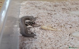 Snake reptiles for sale: Western Hognose CB25 babies  - Image 3