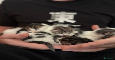 Mixed Breed cats - Advert 6