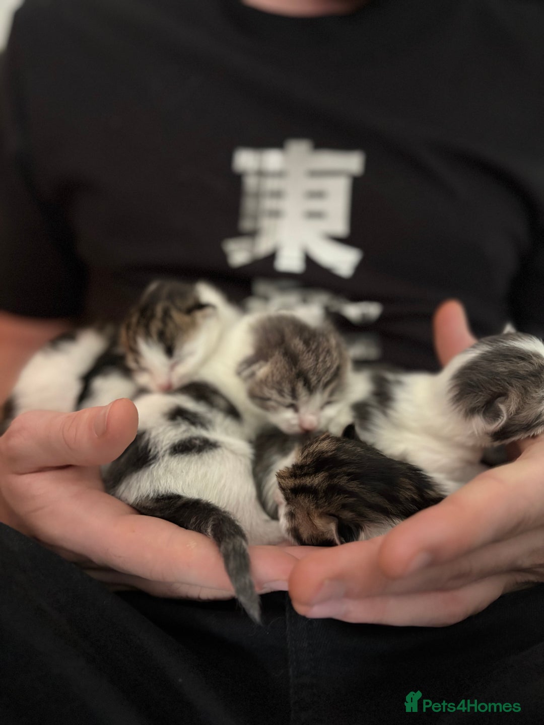 Mixed Breed cats for sale: 5 wee kittens needing homes. - Image 3