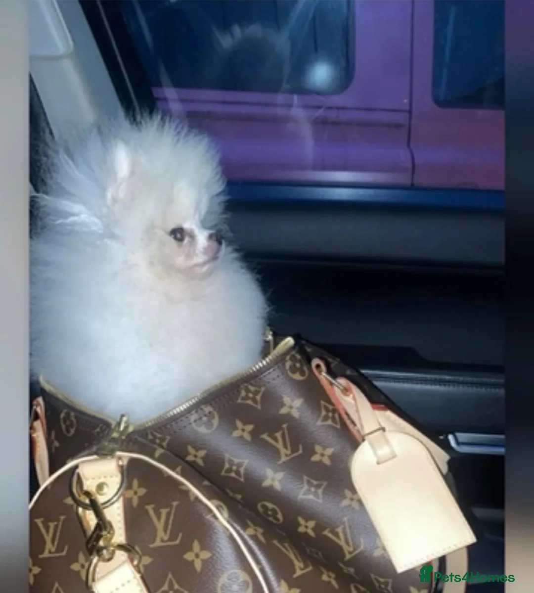 Pomeranian dogs for stud: Top Quality white stud boy 1.2kg - Advert 2