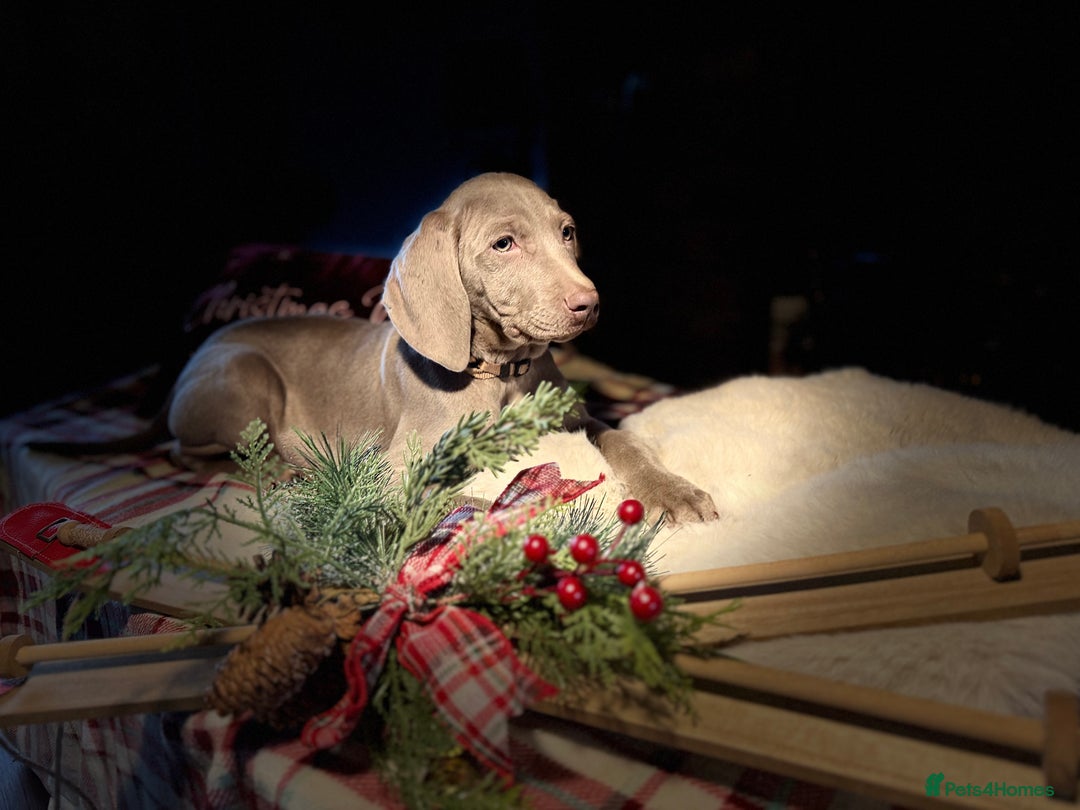 Weimaraner dogs for sale: ✨READY NOW✨ LAST FEW GIRLS✨ KC Reg Pups  ✨ - Advert 36