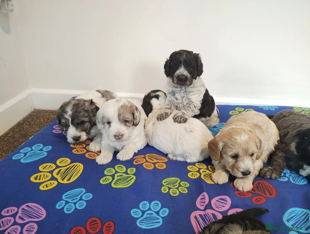 Cockapoo dogs for sale: Cockapoo Puppies F1! in Welshpool - Advert 25