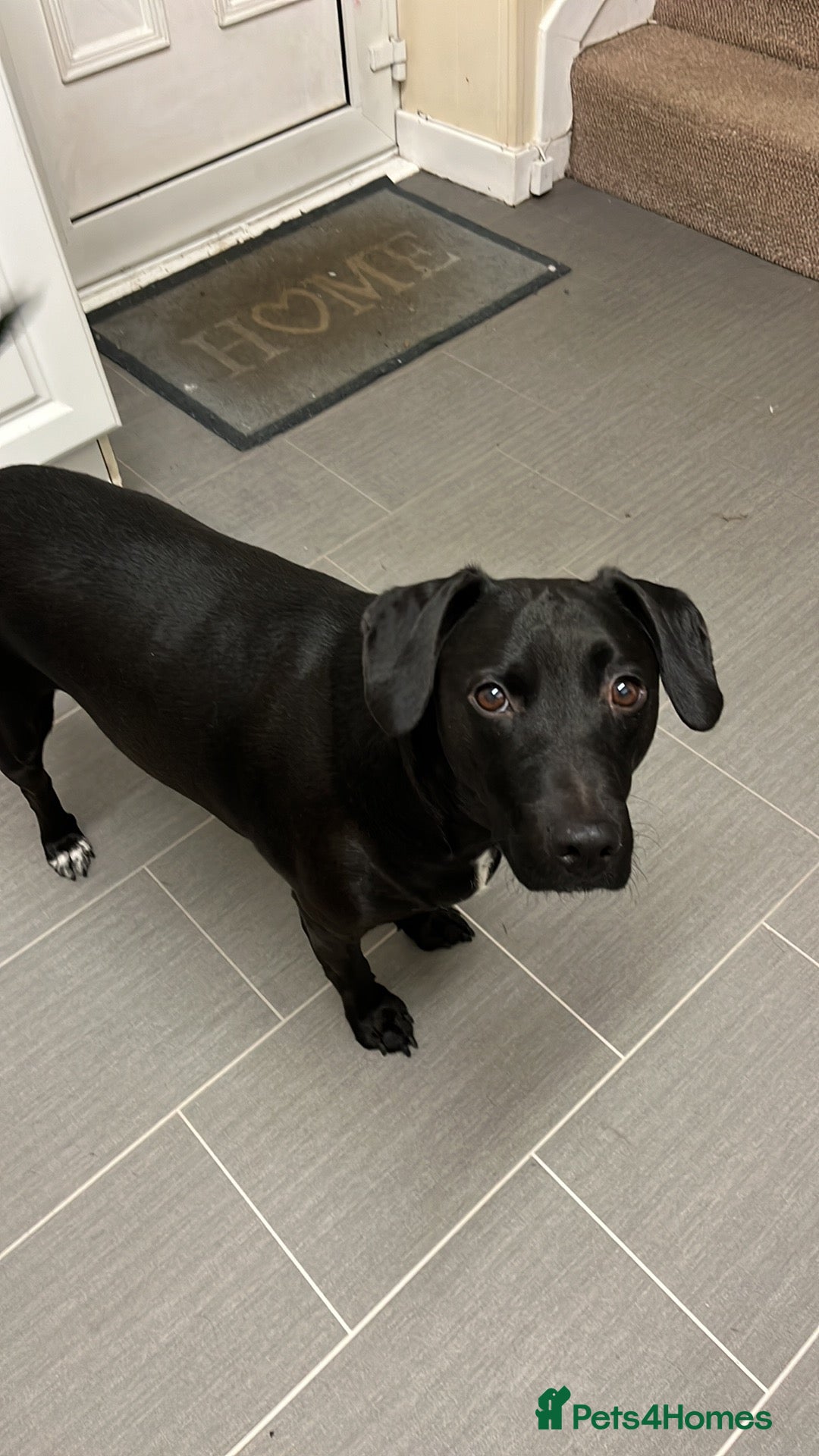 Mixed Breed dogs for sale: Male neutered cross  - Advert 6