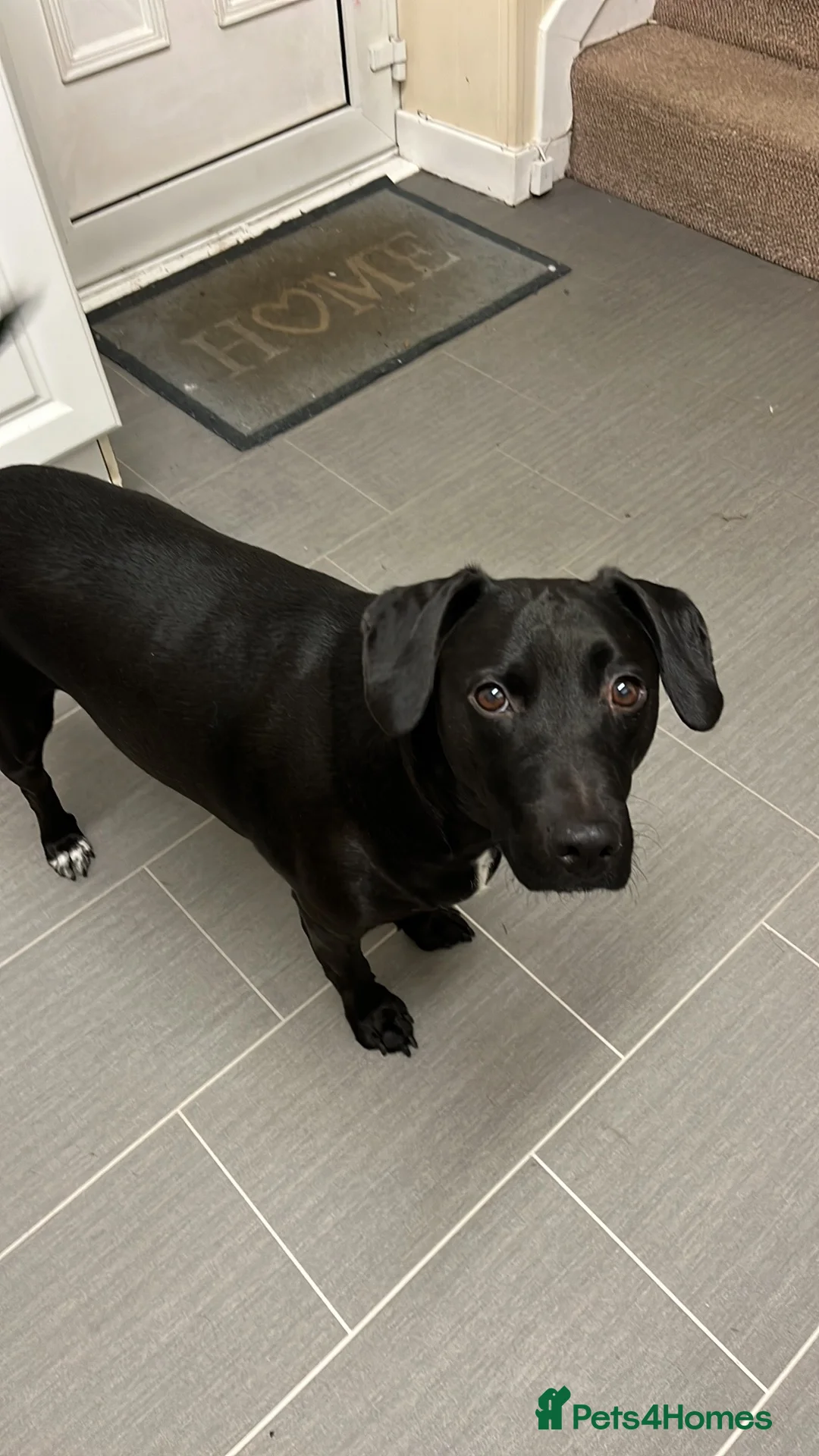 Mixed Breed dogs for sale: Male neutered cross  - Advert 6