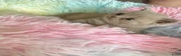 British Shorthair cats for sale: British shorthair pedigree kittens - Advert 2