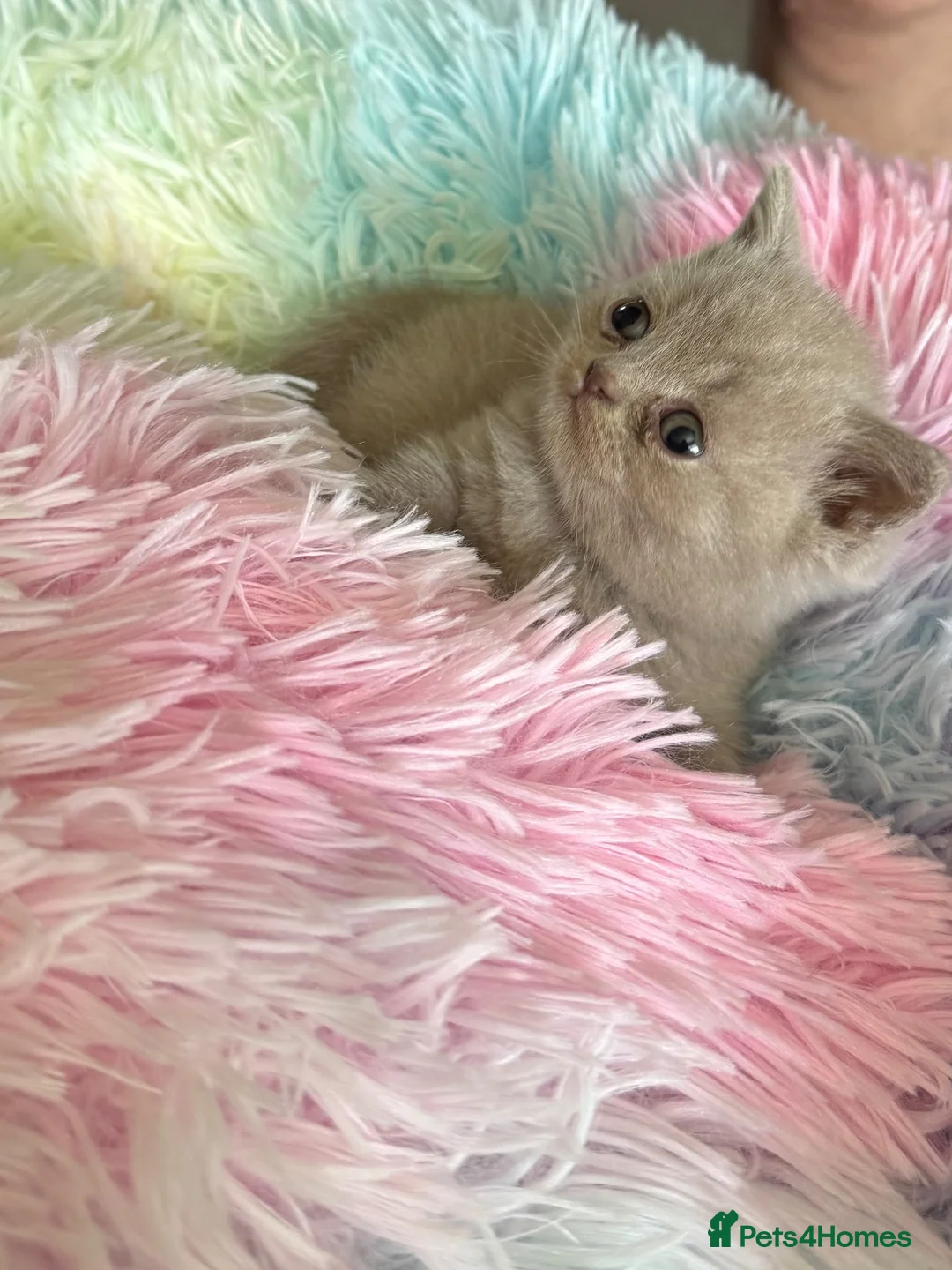 British Shorthair cats for sale: British shorthair pedigree kittens - Advert 2