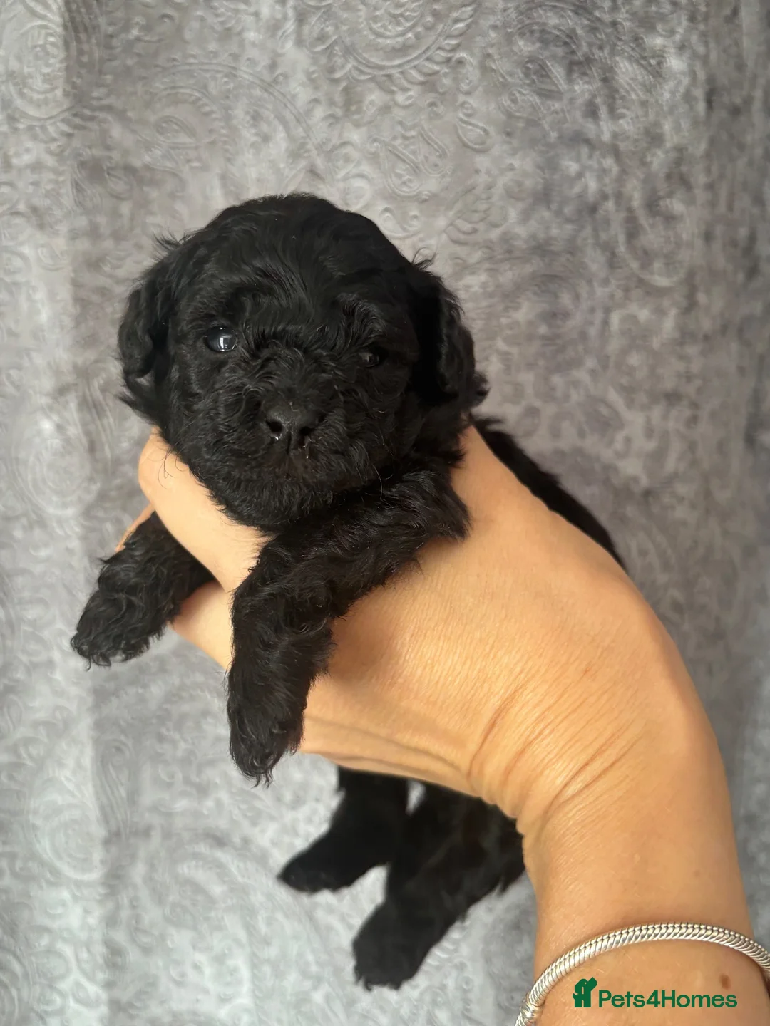 Toy Poodle dogs for sale: Exquisite Asian Toy Poodle  - Advert 2
