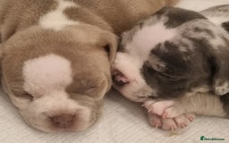 American Bully dogs for sale: 4 pocket bully pups. - Advert 11