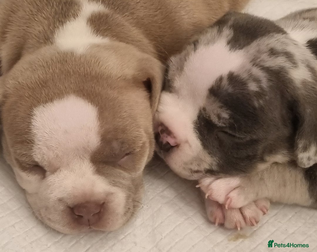 American Bully dogs for sale: 4 pocket bully pups. - Advert 11