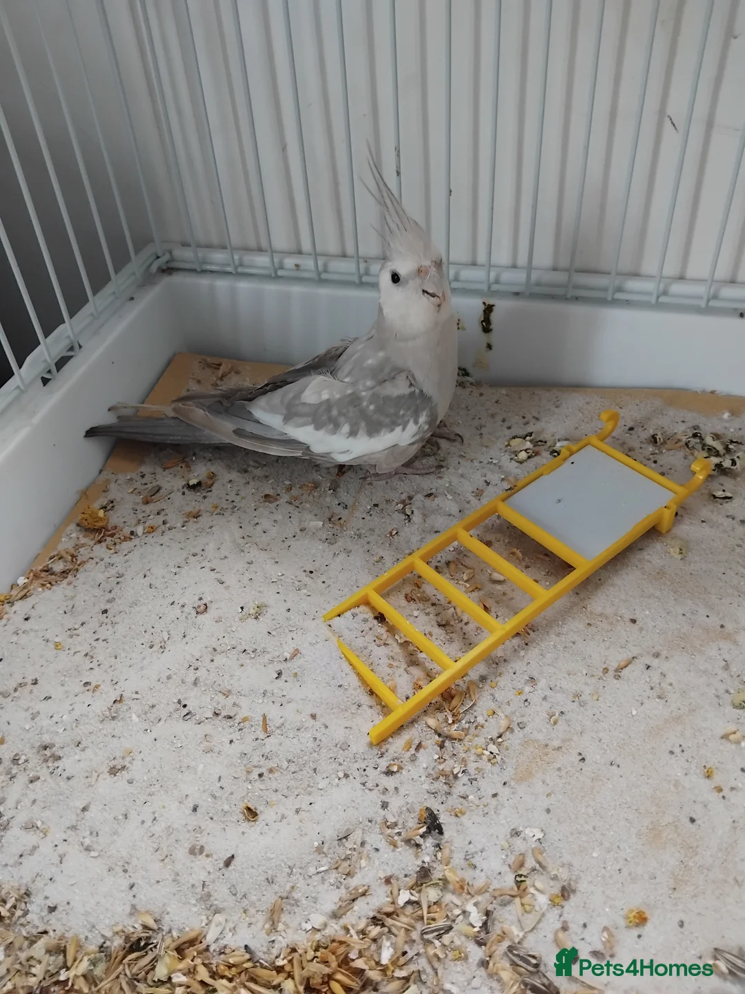 Cockatiels birds for sale: Cockatiel, cage and a couple of accessories in Rotherham - Advert 4