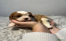 Cavalier King Charles Spaniel dogs for sale: Cavalier puppies  - Advert 14