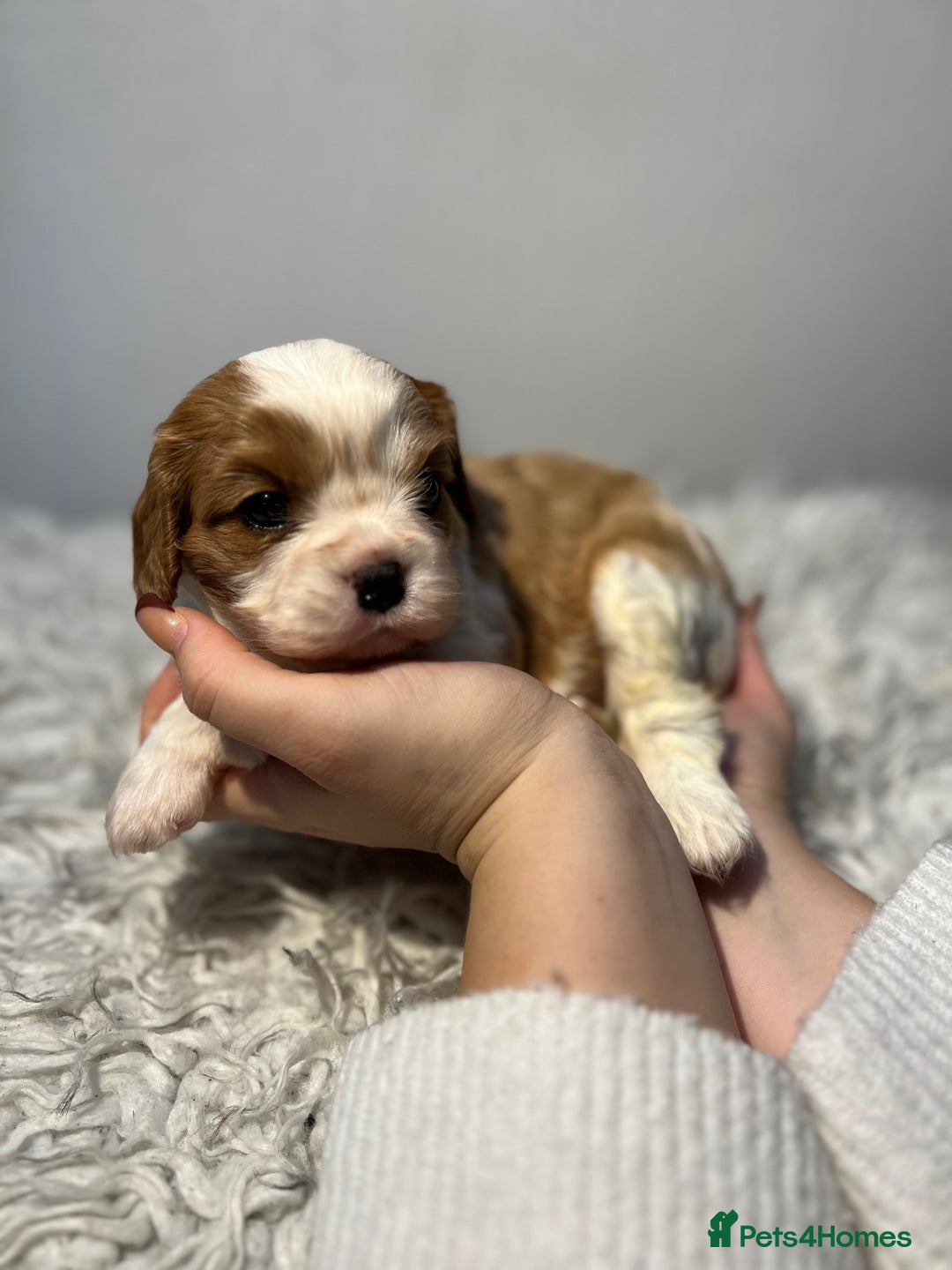 Cavalier King Charles Spaniel dogs for sale: Cavalier puppies  - Advert 14