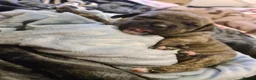 Mixed Breed dogs for sale: American bull staffy pups - Advert 11